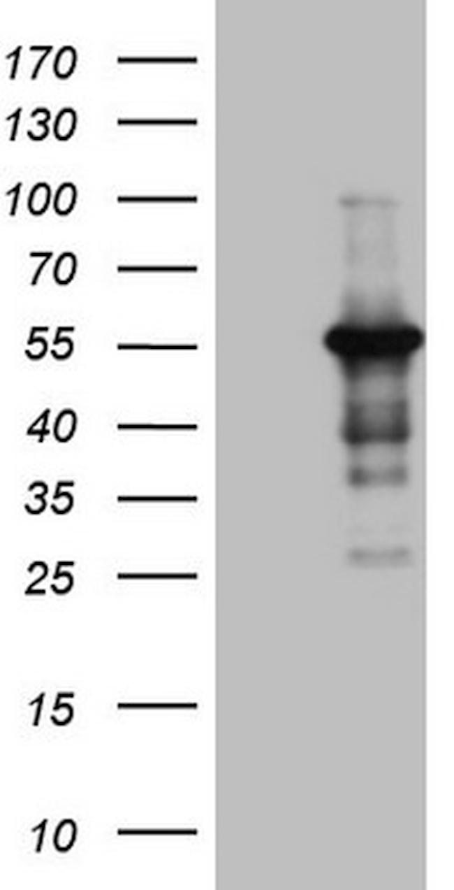 PELI1 Antibody in Western Blot (WB)