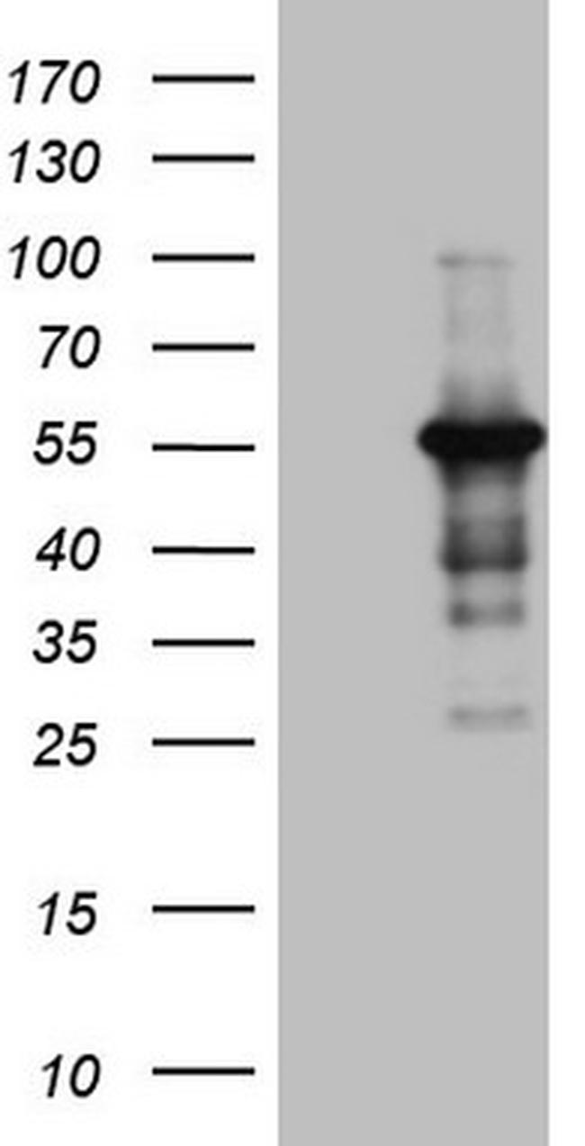 PELI1 Antibody in Western Blot (WB)