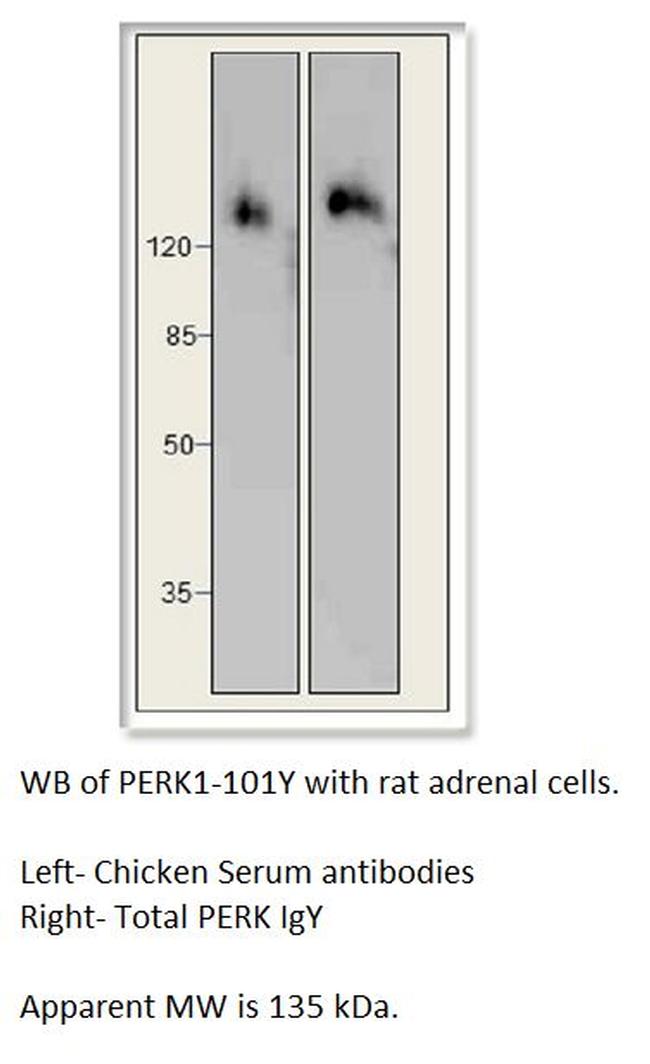 PERK Antibody in Western Blot (WB)