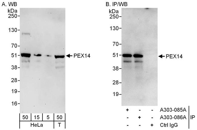 PEX14 Antibody in Western Blot (WB)