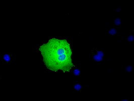 PEX5 Antibody in Immunocytochemistry (ICC/IF)