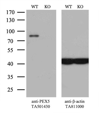 PEX5 Antibody