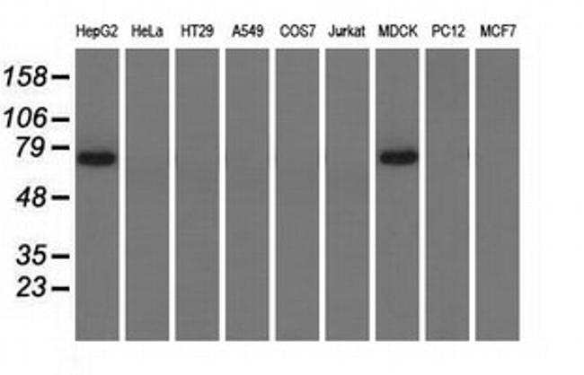 PEX5 Antibody in Western Blot (WB)