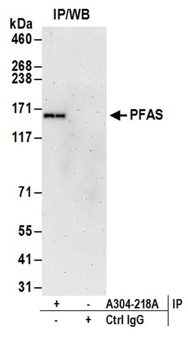 PFAS Antibody in Western Blot (WB)