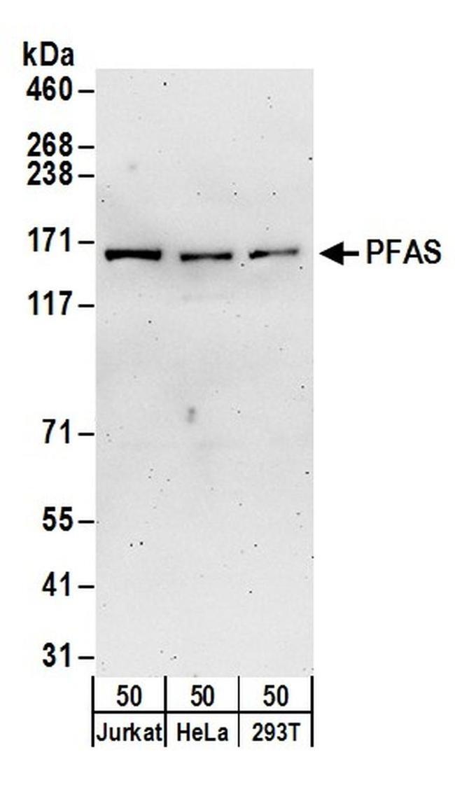 PFAS Antibody in Western Blot (WB)