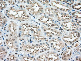 PFN1 Antibody in Immunohistochemistry (Paraffin) (IHC (P))