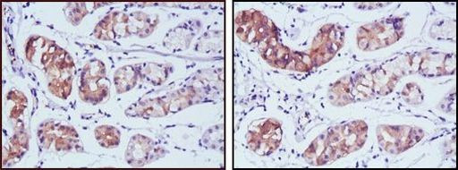 PGA5 Antibody in Immunohistochemistry (Paraffin) (IHC (P))