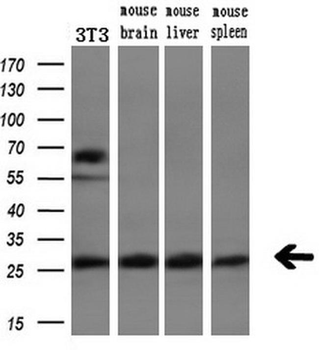 PGAM2 Antibody in Western Blot (WB)