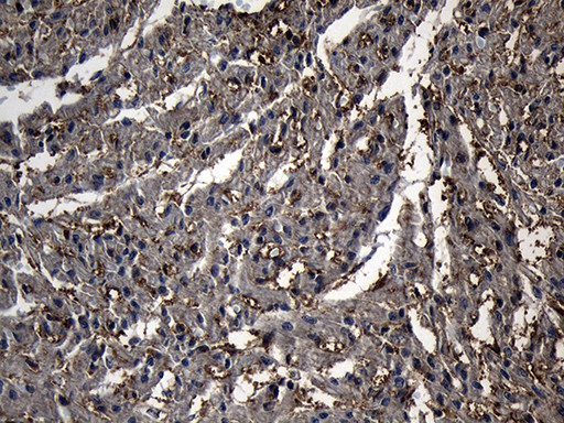 PGAM4 Antibody in Immunohistochemistry (Paraffin) (IHC (P))