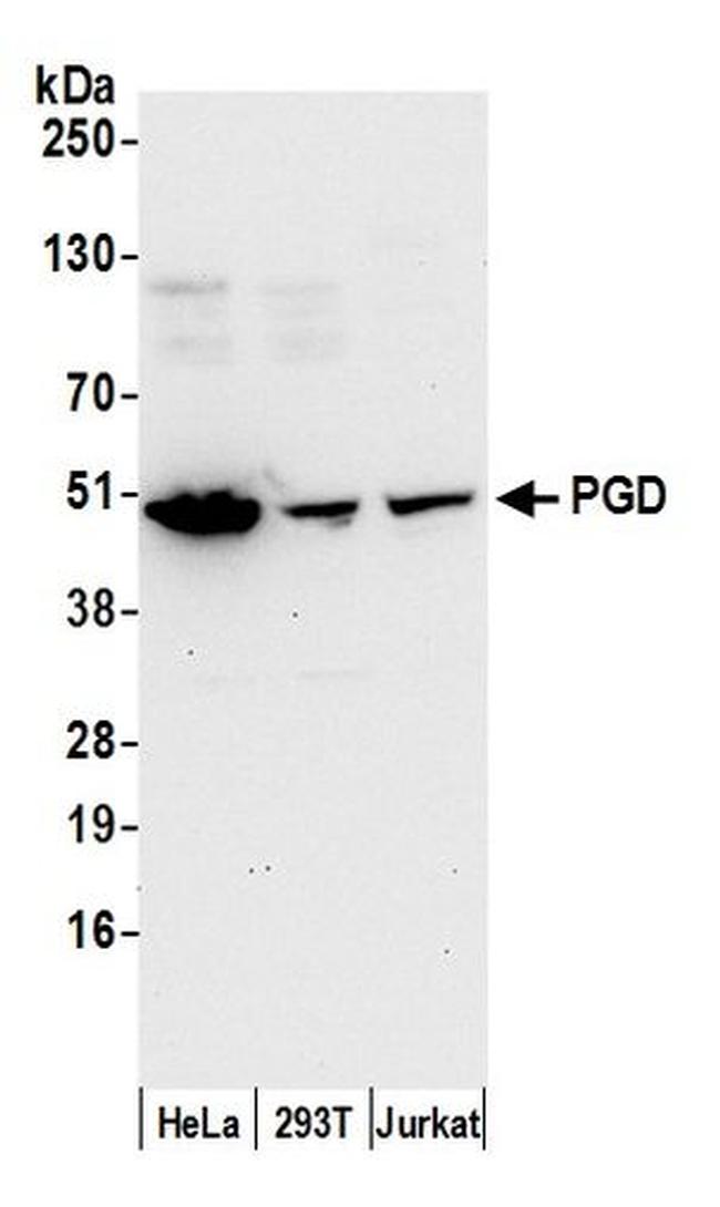 PGD Antibody in Western Blot (WB)