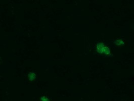 PGD Antibody in Immunocytochemistry (ICC/IF)