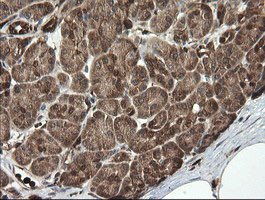 PGD Antibody in Immunohistochemistry (Paraffin) (IHC (P))