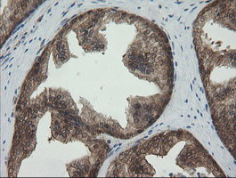 PGD Antibody in Immunohistochemistry (Paraffin) (IHC (P))