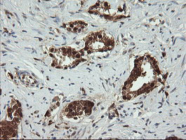 PGD Antibody in Immunohistochemistry (Paraffin) (IHC (P))