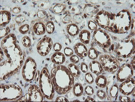 PGD Antibody in Immunohistochemistry (Paraffin) (IHC (P))