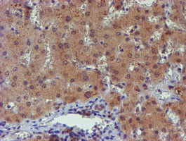 PGM3 Antibody in Immunohistochemistry (Paraffin) (IHC (P))