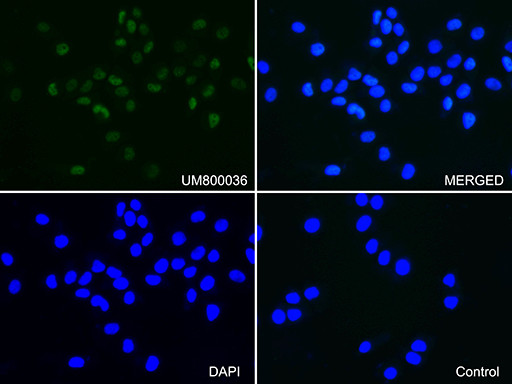 PGR Antibody in Immunocytochemistry (ICC/IF)