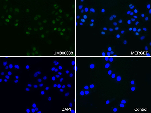 PGR Antibody in Immunocytochemistry (ICC/IF)