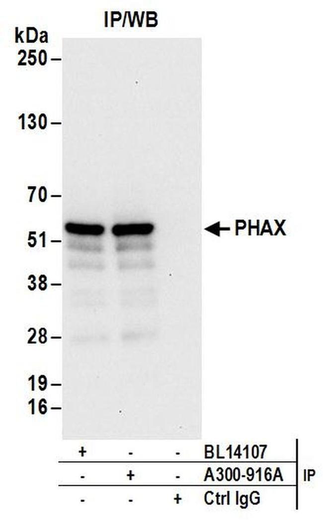 PHAX Antibody in Western Blot (WB)