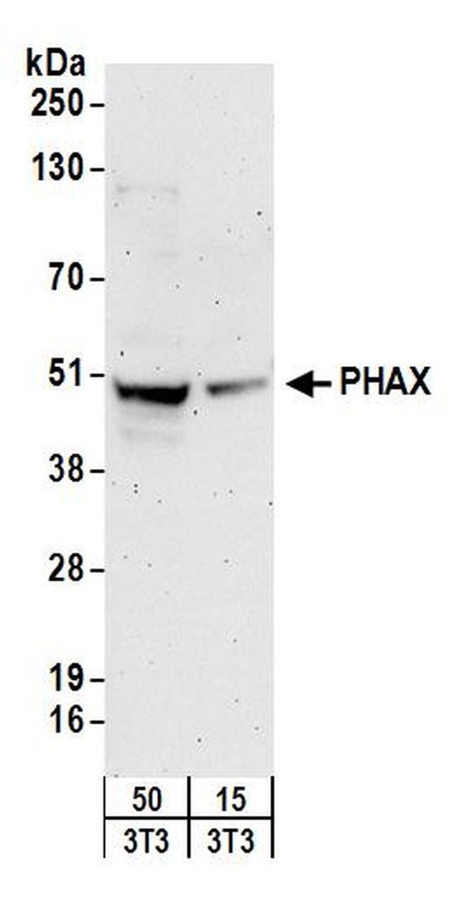 PHAX Antibody in Western Blot (WB)