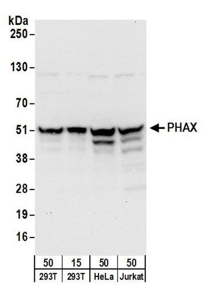 PHAX Antibody in Western Blot (WB)