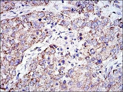 Prohibitin Antibody in Immunohistochemistry (Paraffin) (IHC (P))