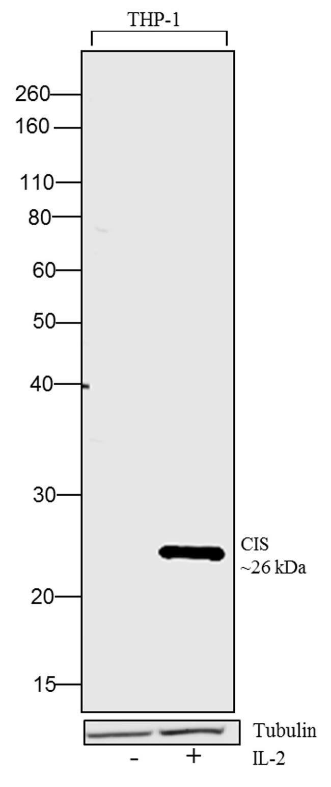 Human IL-2 Protein in Functional Assay (FN)