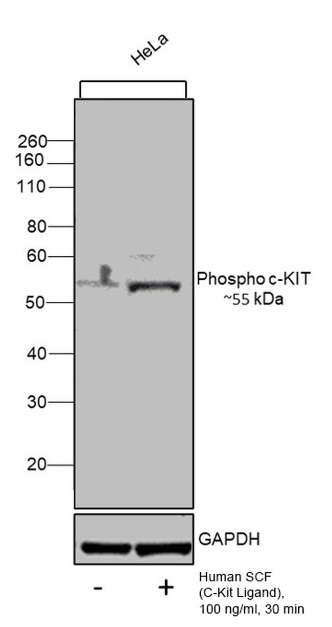 Human SCF Protein in Functional Assay (Functional)