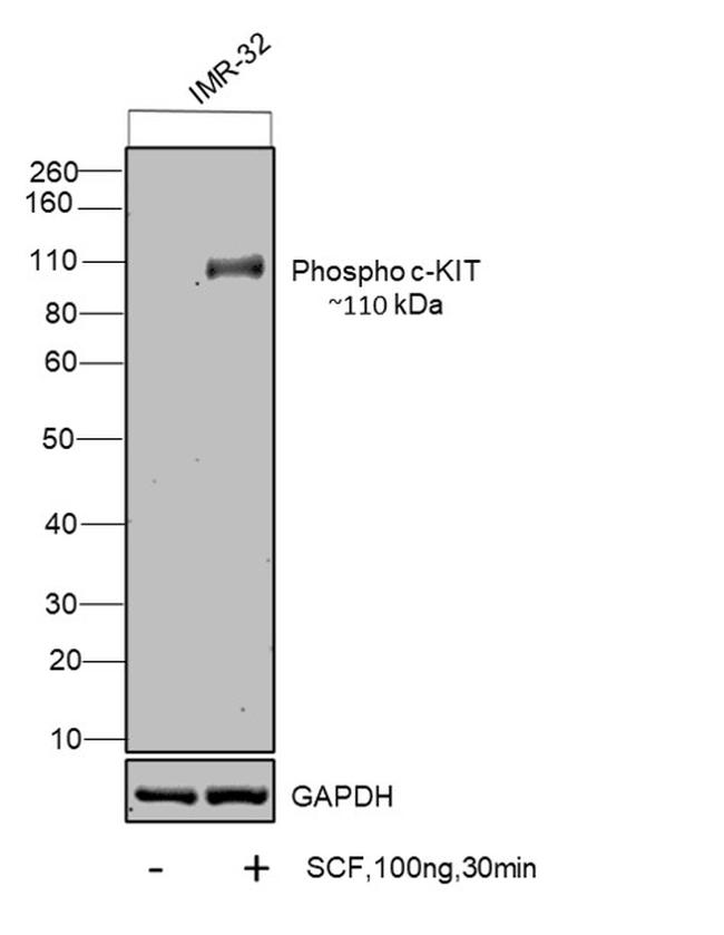 Human SCF Protein in Functional Assay (Functional)