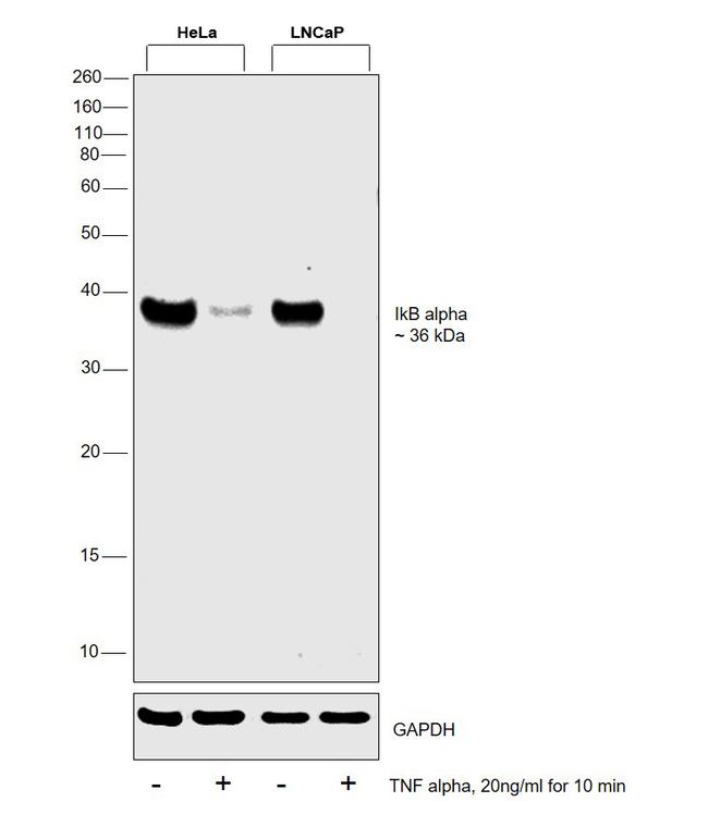 Human TNF-alpha Protein in Functional Assay (FN)