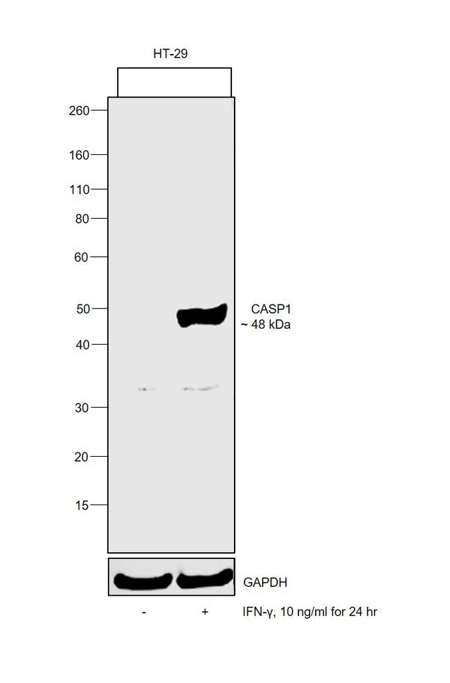 Human IFN-gamma Protein in Functional Assay (FN)