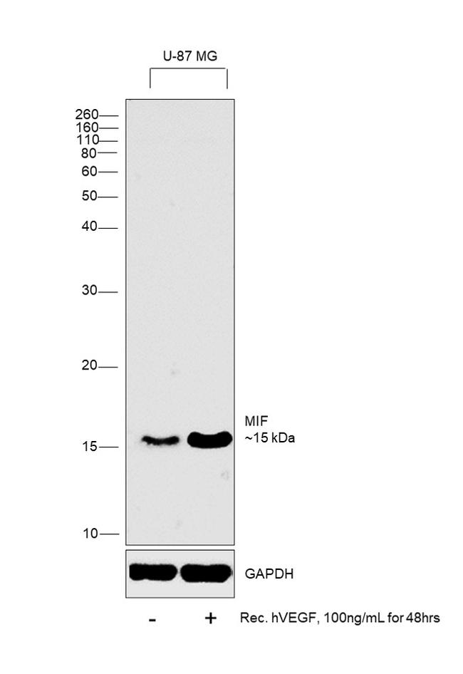 Human VEGF-165 Protein in Functional Assay (FN)