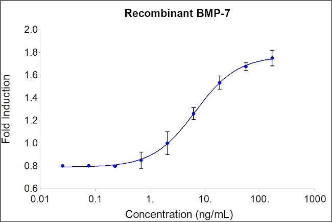 Human BMP-7 Protein in Functional Assay (FN)