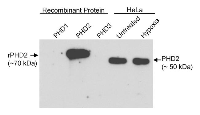 PHD2 Antibody in Western Blot (WB)