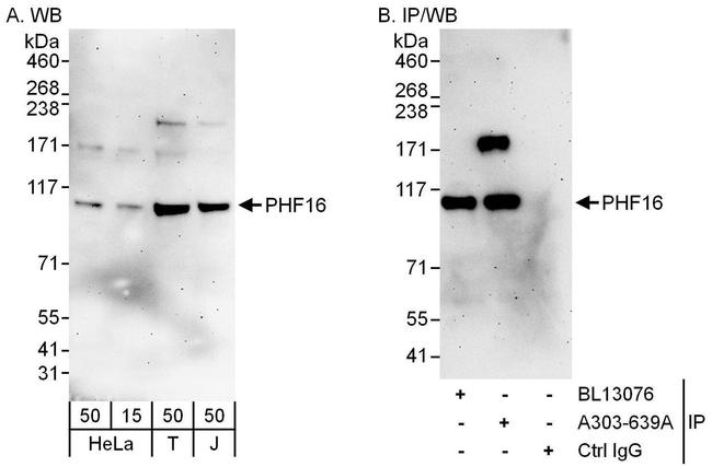 PHF16 Antibody in Western Blot (WB)