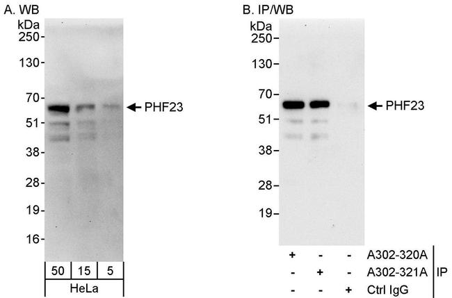 PHF23 Antibody in Western Blot (WB)