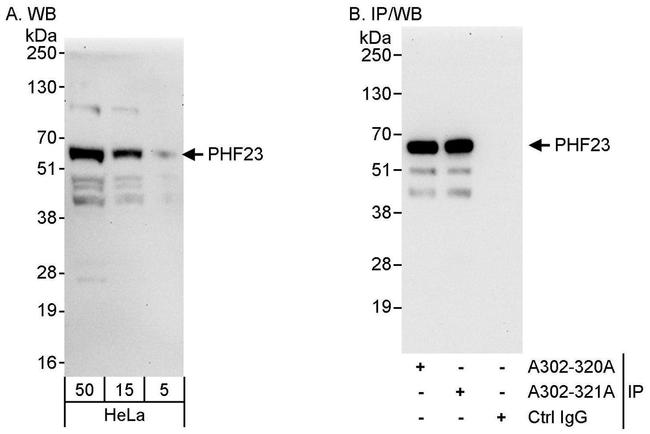 PHF23 Antibody in Western Blot (WB)