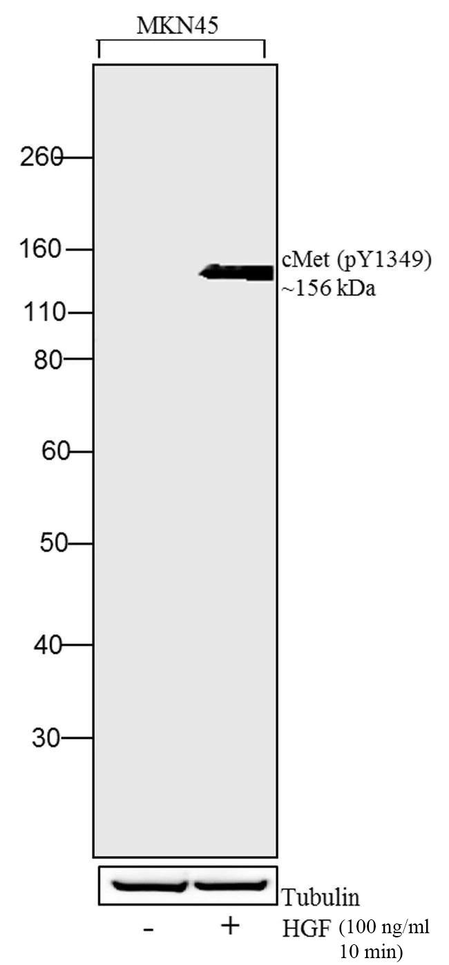 Human HGF Protein in Functional Assay (Functional)