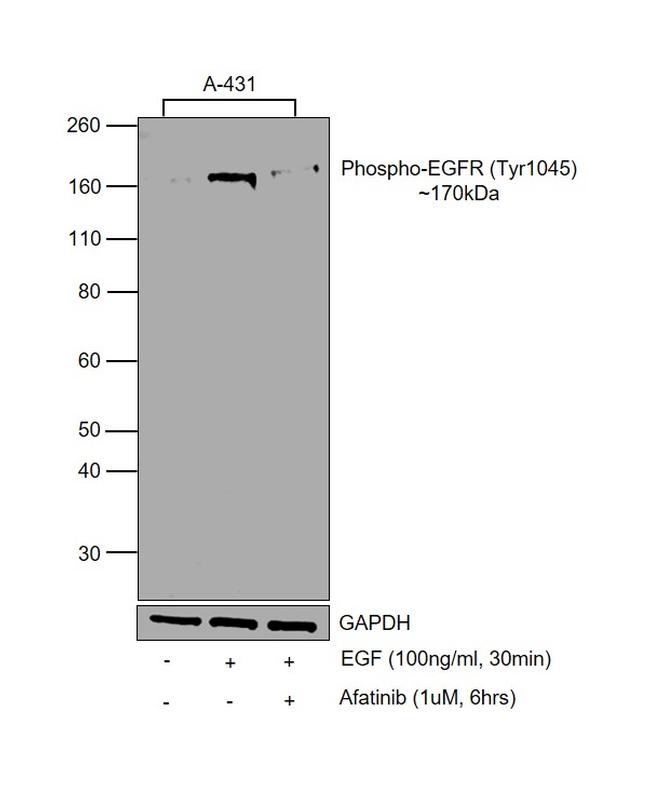 Human EGF Protein in Functional Assay (Functional)