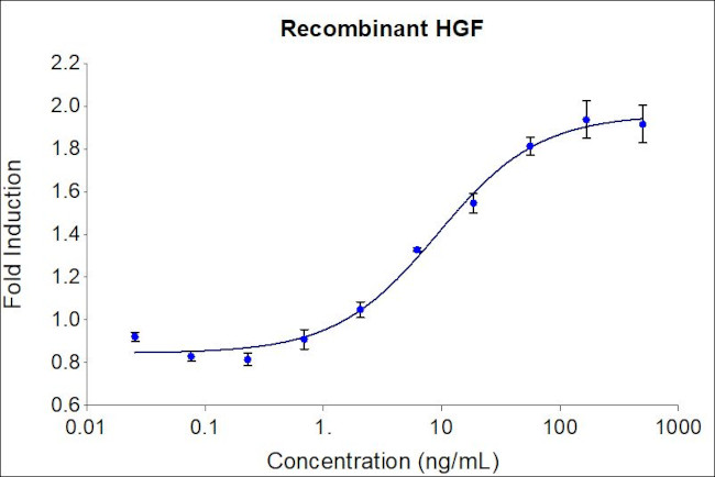 Human HGF Protein in Functional Assay (FN)