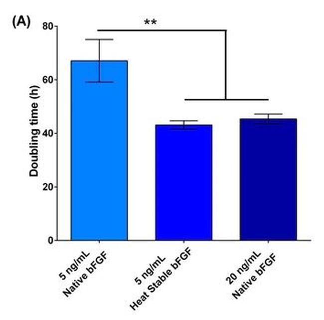 Human Heat Stable bFGF Protein in Functional Assay (Functional)