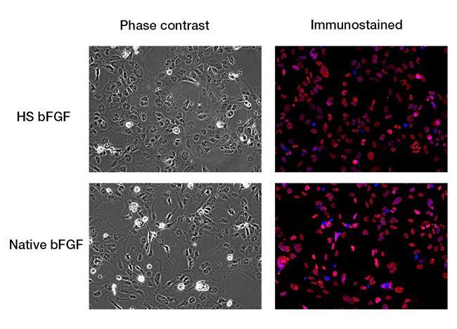 Human Heat Stable bFGF Protein in Functional Assay (Functional)