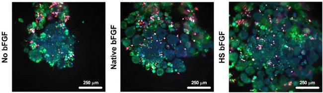 Human Heat Stable bFGF Protein in Functional Assay (Functional)