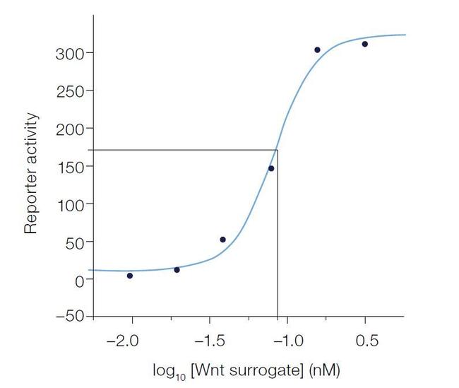 Wnt Surrogate-Fc Fusion Protein in Functional Assay (FN)