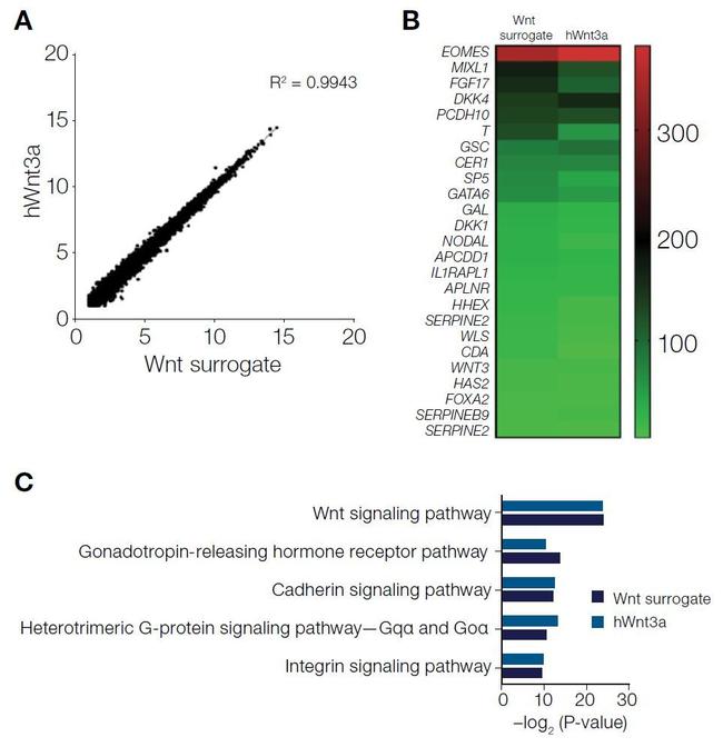 Wnt Surrogate-Fc Fusion Protein in Functional Assay (FN)