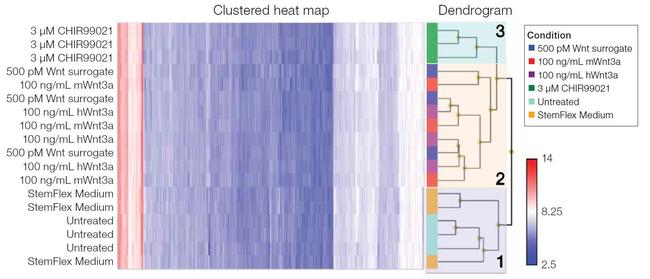 Wnt Surrogate-Fc Fusion Protein in Functional Assay (FN)