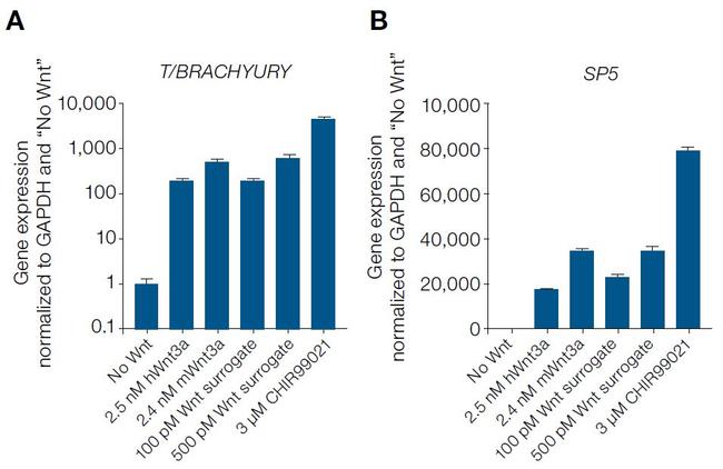 Wnt Surrogate-Fc Fusion Protein in Functional Assay (FN)