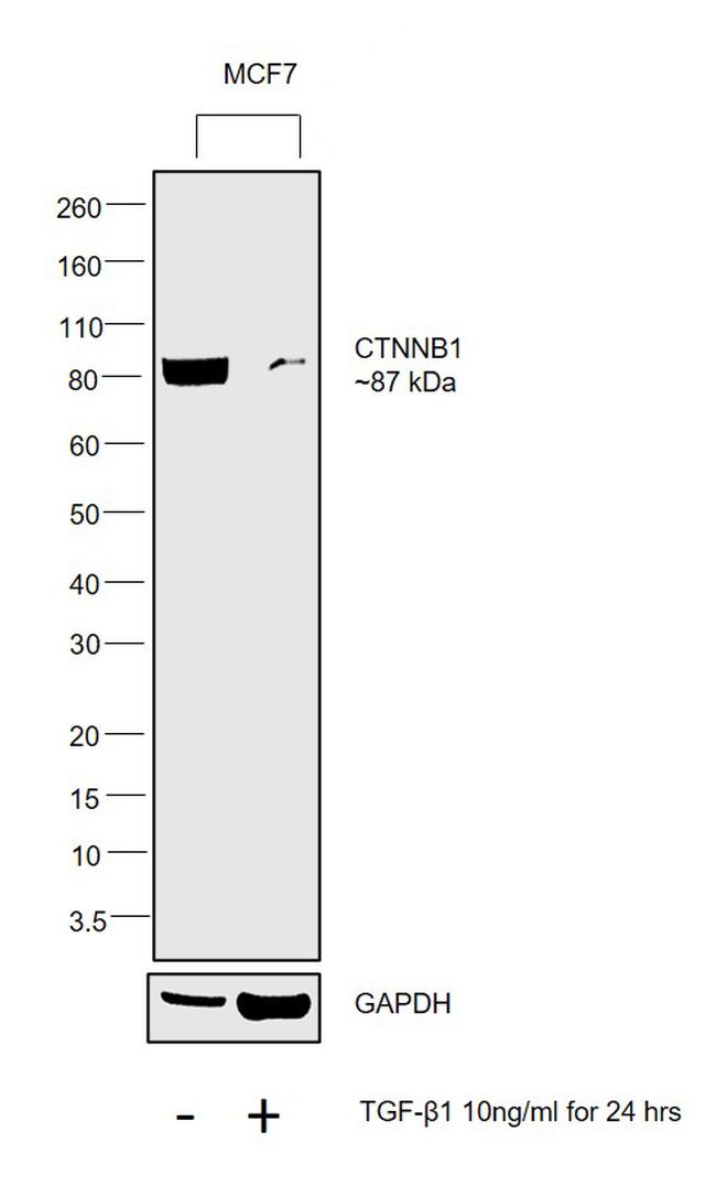 Human TGF-beta 1 Protein in Functional Assay (FN)