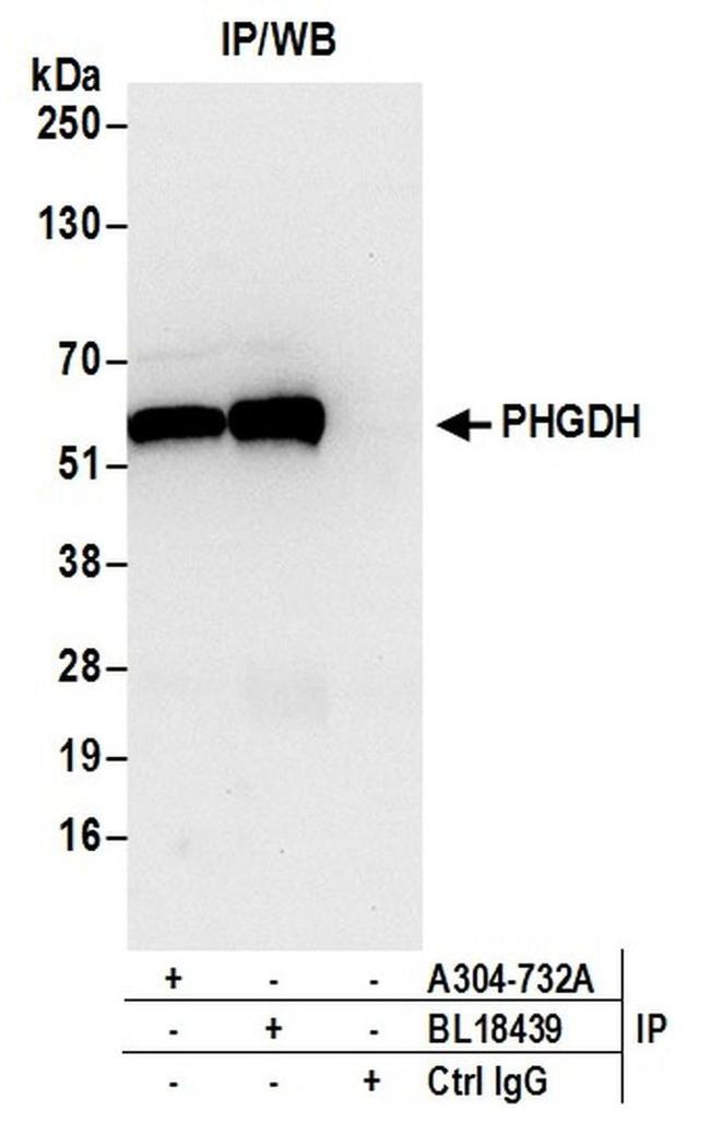 PHGDH Antibody in Western Blot (WB)