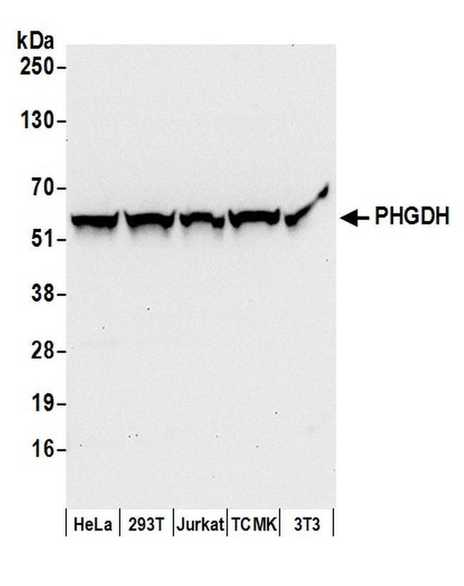 PHGDH Antibody in Western Blot (WB)